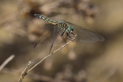 Pachydiplax longipennis