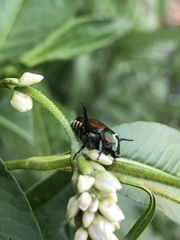 Popillia japonica