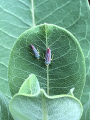 Graphocephala coccinea