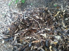 Virginia valeriae elegans