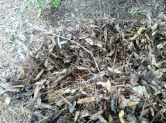 Virginia valeriae elegans