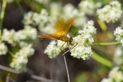 Perithemis intensa