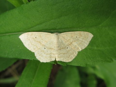 Scopula ignobilis