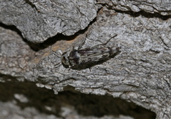 Yakuhananomia bidentata
