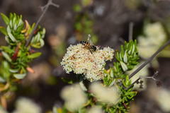 Apis mellifera