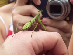 Stagmomantis theophila
