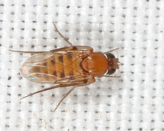 Apocephalus