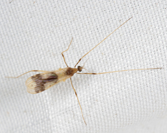 Erioptera venusta