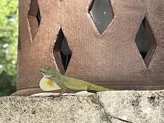 Anolis dominicensis