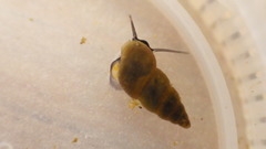 Potamopyrgus antipodarum