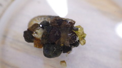 Glossosoma