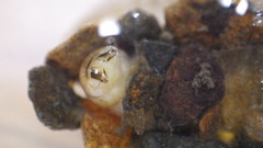 Glossosoma