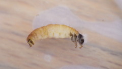 Glossosoma