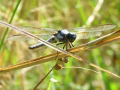 Libellula flavida