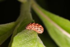 Lapposyrphus