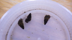 Potamopyrgus antipodarum