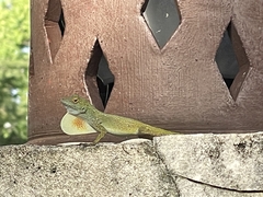 Anolis dominicensis