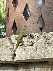 Anolis dominicensis