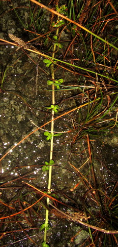 Bacopa monnieri image