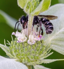 Megachile exilis