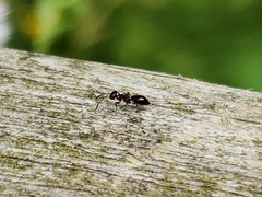 Brasema leucothysana