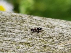 Brasema leucothysana