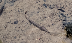 Lepisosteus osseus
