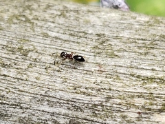 Brasema leucothysana