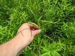 Physostegia angustifolia