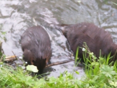 Castor canadensis