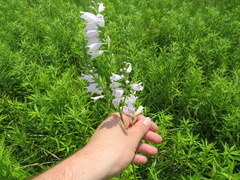 Physostegia angustifolia