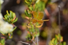Perithemis intensa