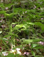 Galium latifolium