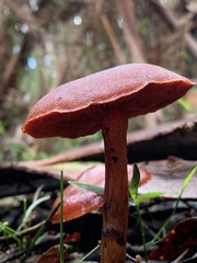 Cortinarius persplendidus