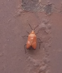 Ambracius