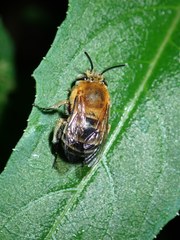 Amegilla florea