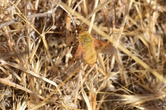 Chrysanthrax edititius