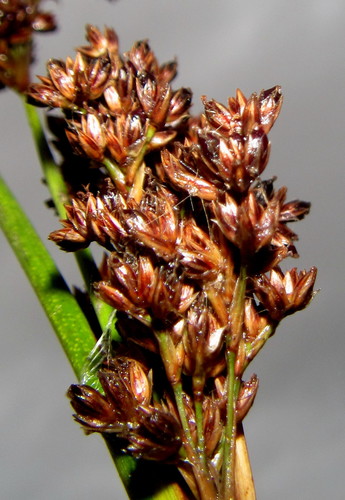 Juncus kraussii image