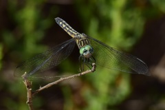 Pachydiplax longipennis