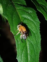 Amegilla florea