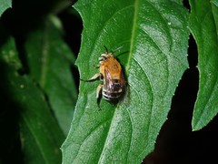 Amegilla florea
