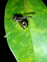 Parancistrocerus yachowensis