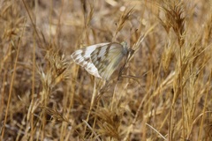 Pontia protodice