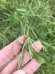 Thyrsanthella difformis