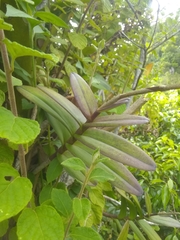 Epidendrum wrightii