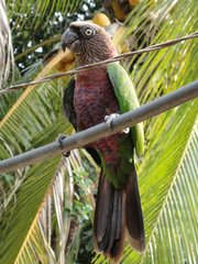 Deroptyus accipitrinus