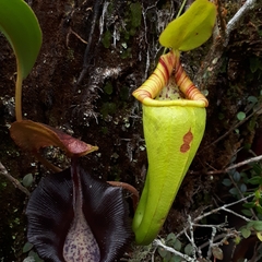 Nepenthes ovata