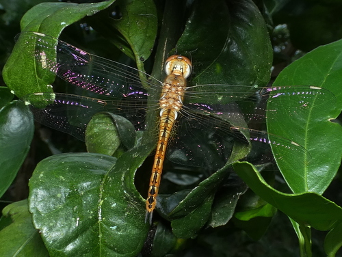 Wandering glider