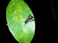 Parancistrocerus yachowensis