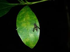 Parancistrocerus yachowensis